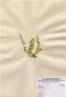 藏品(裂片石蓴)的圖片